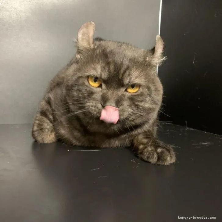ID:2107-02670の子猫