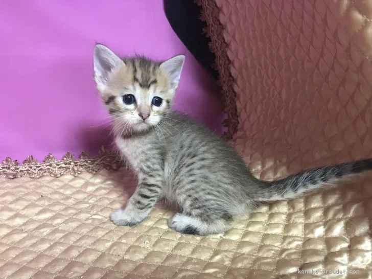 ID：2005-01689の子猫