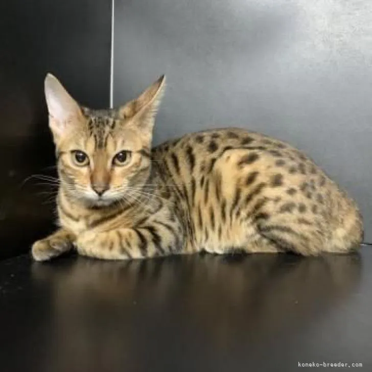 ID:2207-03126の子猫