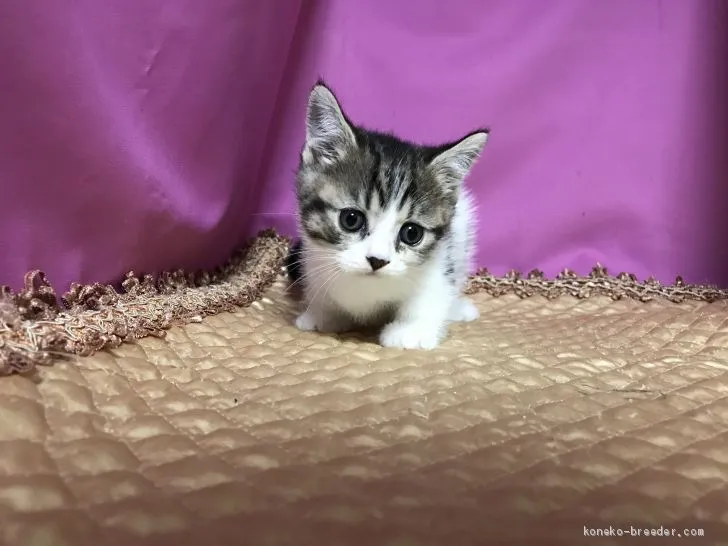 アッキー 様のお迎えした子猫