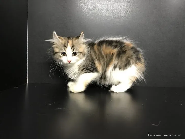 ID:2112-02109の子猫