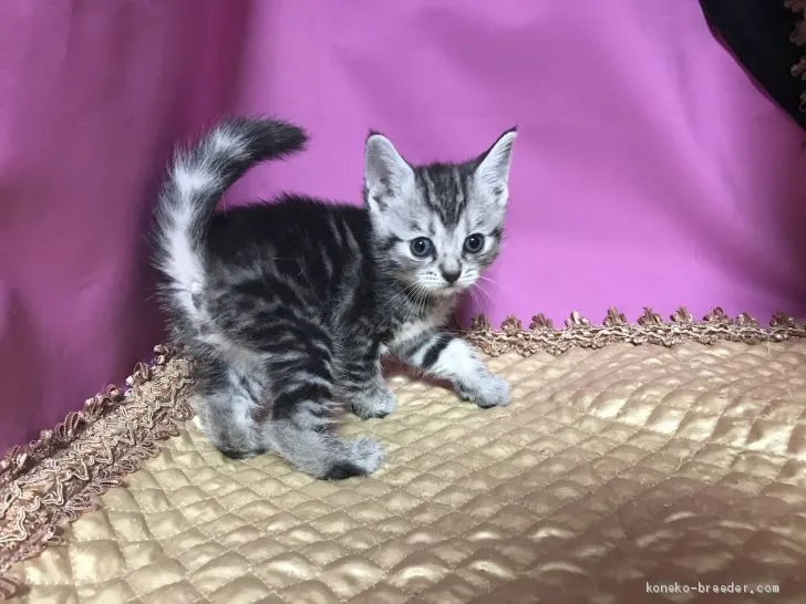 H.Ｉ 様のお迎えした子猫