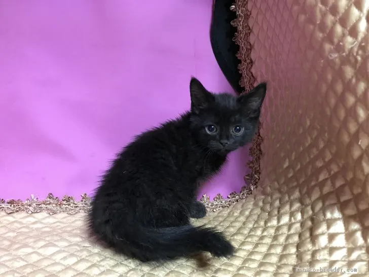 ID：2011-00746の子猫