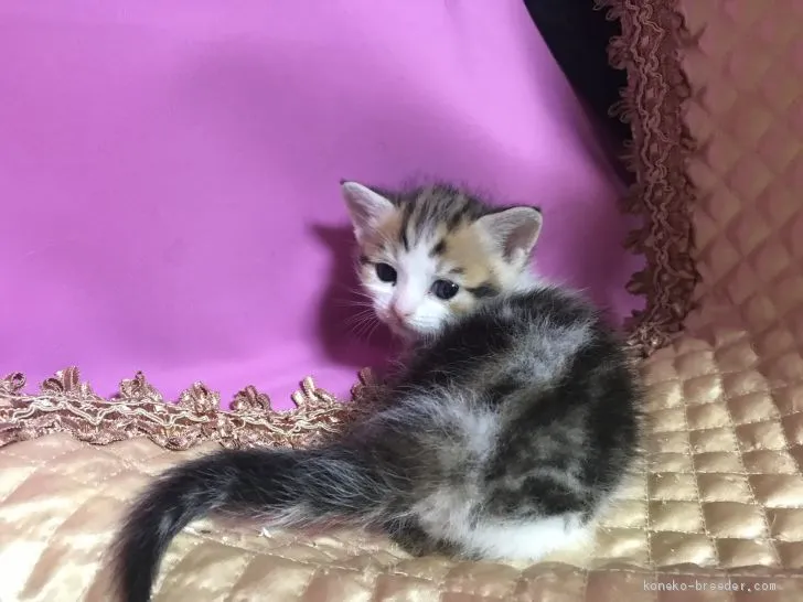 ID：2005-01692の子猫