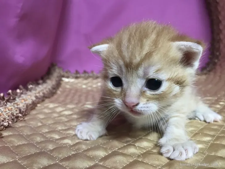 みーたんママ 様のお迎えした子猫