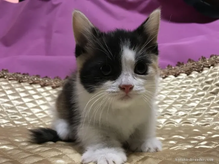 たいちゃん 様のお迎えした子猫