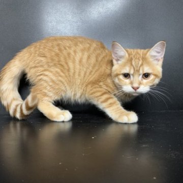 マンチカン(長足)【鳥取県・男の子・2023年1月14日・レッドタビー】の写真「特別価格の今がチャンス！」