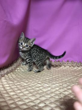 マンチカン(長足)【鳥取県・女の子・2020年9月10日・ブラウンスポテッドタビー】の写真「可愛いマンチカン」