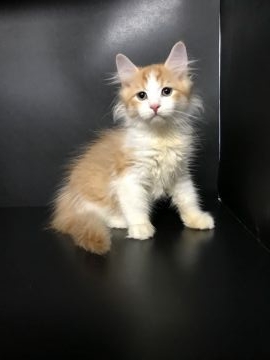 キンカロー【鳥取県・男の子・2021年11月17日・レッドタビー&ホワイト(長毛)】の写真「人気のロングヘア」