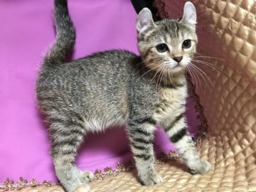 キンカロー【鳥取県・女の子・2020年4月4日・ブラウンマッカレルタビー】の写真「可愛いキンカロー」