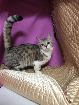 マンチカン(短足)【鳥取県・女の子・2020年4月20日・ブラウンマッカレルタビー&ホワイト】の写真「可愛いマンチカン」