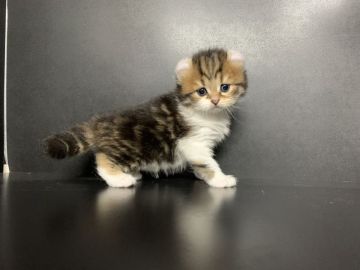 キンカロー【鳥取県・男の子・2022年3月11日・ブラウンタビー&ホワイト】の写真「　GW特別価格‼︎」