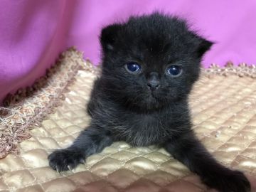 マンチカン(長足)【鳥取県・男の子・2020年10月7日・ブラック】の写真「可愛いマンチカン」