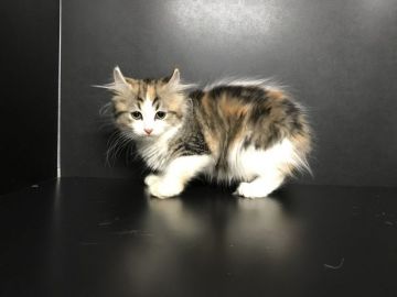 キンカロー【鳥取県・女の子・2021年11月17日・キャリコ(長毛)】の写真「7月限定価格‼︎」