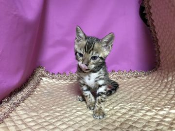 ベンガル【鳥取県・男の子・2020年9月10日・ブラウンスポテッドタビー(ロゼット)】の写真「可愛いベンガル」