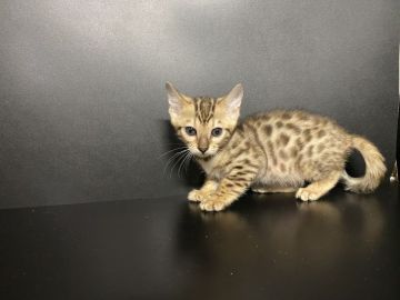 ベンガル【鳥取県・女の子・2022年1月1日・ブラウンスポテッドタビー】の写真「可愛いベンガル‼︎」