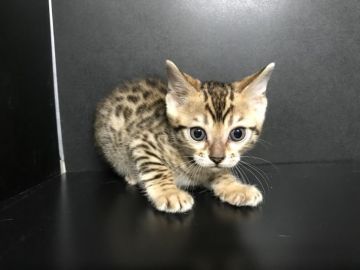 ベンガル【鳥取県・女の子・2022年1月1日・ブラウンスポテッドタビー(ロゼット)】の写真「可愛いベンガル‼︎」