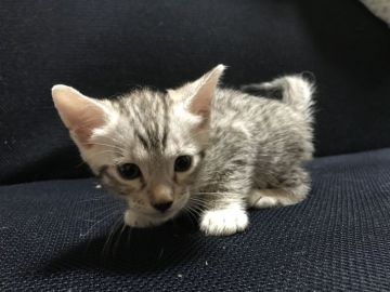 ベンガル【鳥取県・男の子・2021年9月3日・シルバースポテッドタビー】の写真「可愛いベンガル」