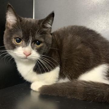 マンチカン(短足)【鳥取県・男の子・2022年8月11日・ブラック&ホワイト】の写真「可愛いマンチカン」