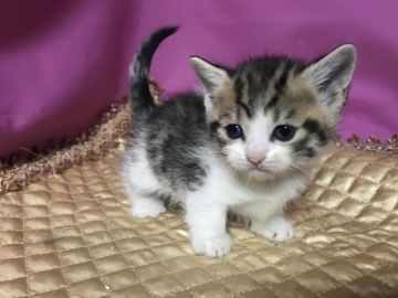 マンチカン(短足)【鳥取県・女の子・2020年4月20日・ブラウンタビー&ホワイト】の写真「可愛いマンチカン」