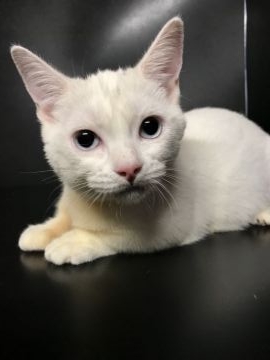 マンチカン(短足)【鳥取県・女の子・2021年10月12日・ホワイト】の写真「GW特別価格‼︎」