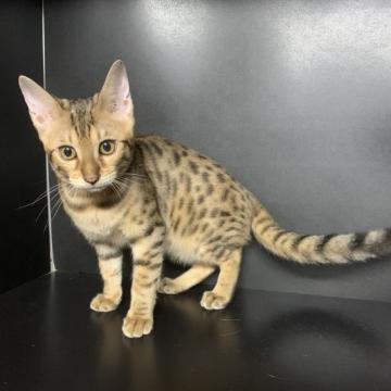 ベンガル【鳥取県・女の子・2022年6月9日・ブラウンポテッドタビー】の写真「11月特別価格
108,000→88,000円」