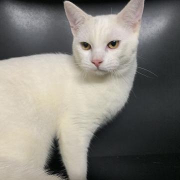 マンチカン(長足)【鳥取県・男の子・2022年4月26日・ホワイト】の写真「最終価格！」