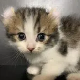 アメリカンカール【鳥取県・女の子・2022年5月28日・ブラウンパッチドタビー&ホワイト】の写真1「6/29撮影」