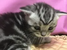 マンチカン(長足)【鳥取県・男の子・2018年11月11日・シルバータビー】の写真1「12/4撮影」