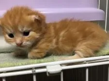 マンチカン【鳥取県・女の子・2017年3月19日・レッドタビー】の写真2