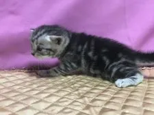 マンチカン(長足)【鳥取県・男の子・2018年11月11日・シルバータビー】の写真2「12/4撮影」