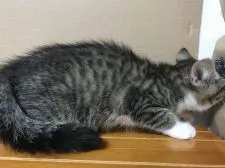 アメリカンカール【鳥取県・男の子・2018年8月26日・ブラウンタビー&ホワイト】の写真4「11/18撮影」