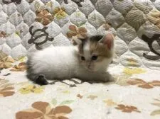 キンカロー【鳥取県・女の子・2021年7月11日・キャリコ】の写真4「8/11撮影」