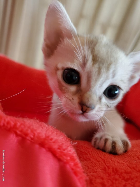 西野圭二ブリーダーのブログ：姫👸姫👸また姫👸またまた姫👸