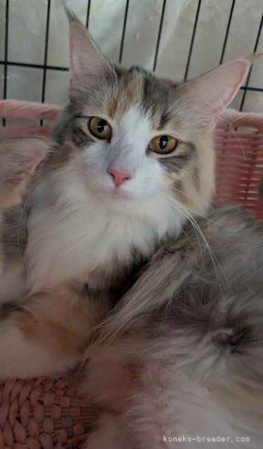 ノルウェージャンフォレストキャット【・女の子・2022年8月16日・ブルーマッカレルトービー&amp;ホワイト】「子煩悩な優しいお母さんです💕」