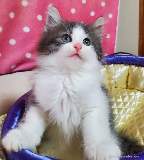 ID：2103-00225の子猫