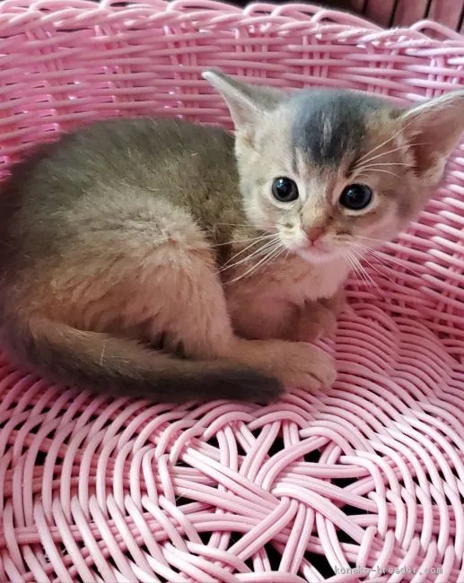 ID：2011-00897の子猫