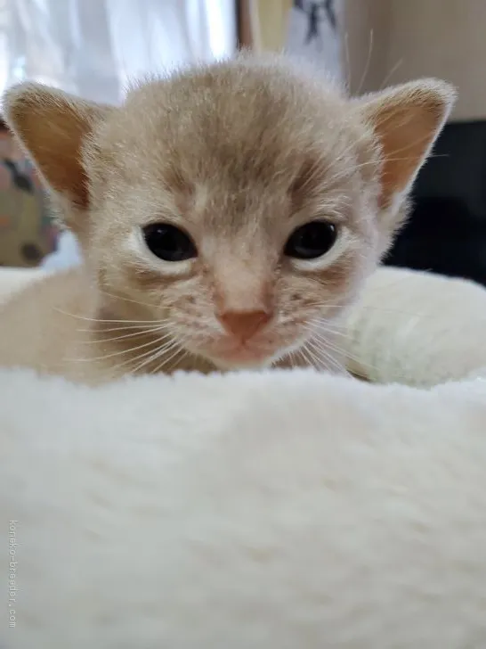 ID：2010-02187の子猫