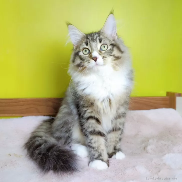 ID：2311-00104の子猫