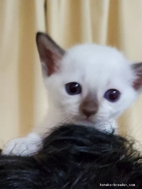 ID：2007-01200の子猫