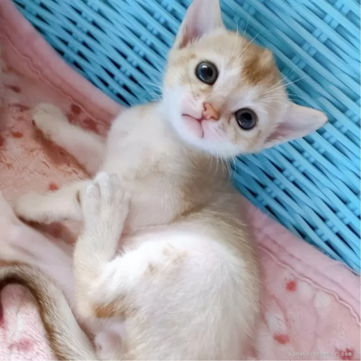 ID：2406-03612の子猫