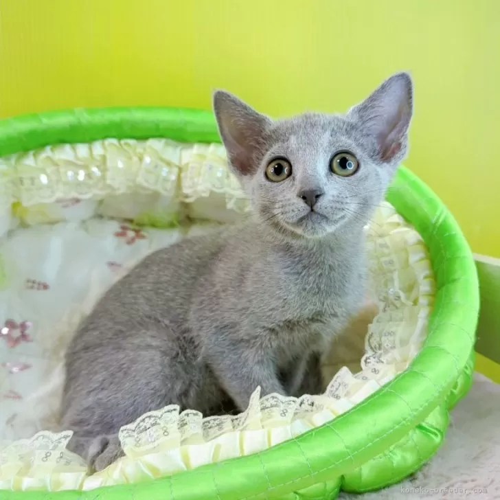 ID:2407-00703の子猫