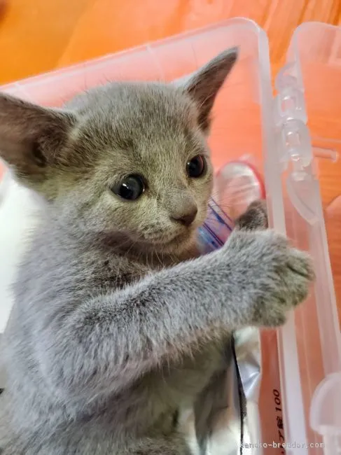 ID：2001-00992の子猫