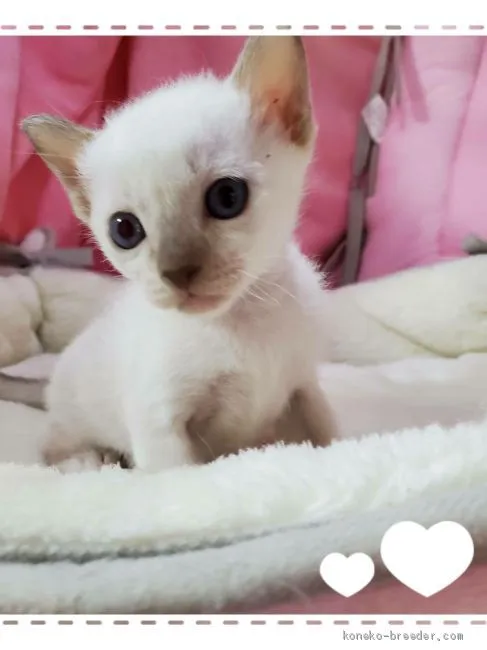 まるほぺ 様のお迎えした子猫