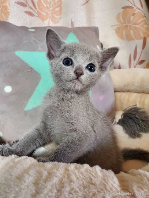 ID：2103-00914の子猫