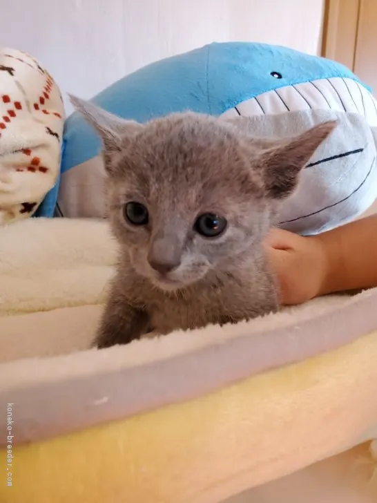 Naka 様のお迎えした子猫