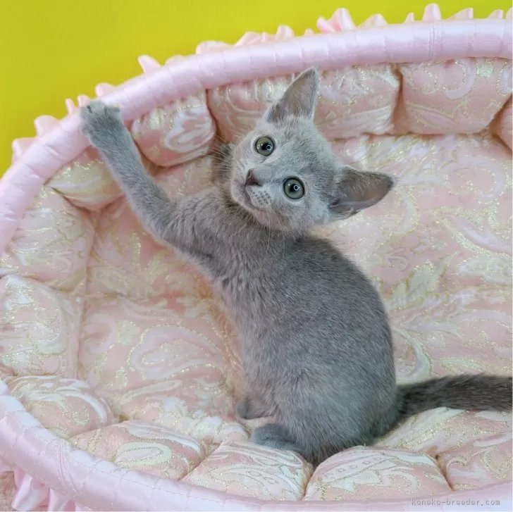 ID:2406-01946の子猫