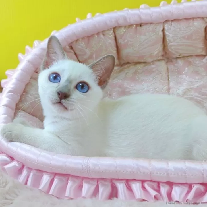 ID：2410-01943の子猫