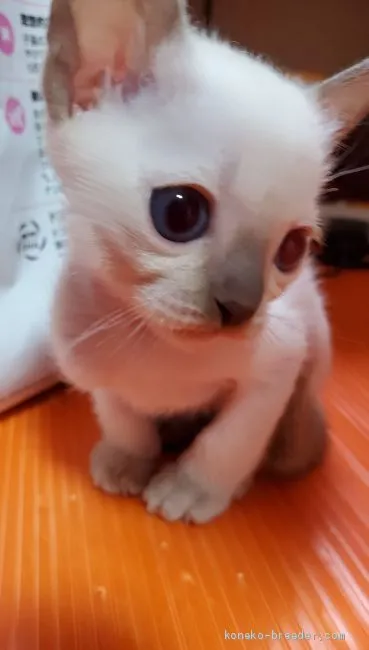 ID：2006-00302の子猫