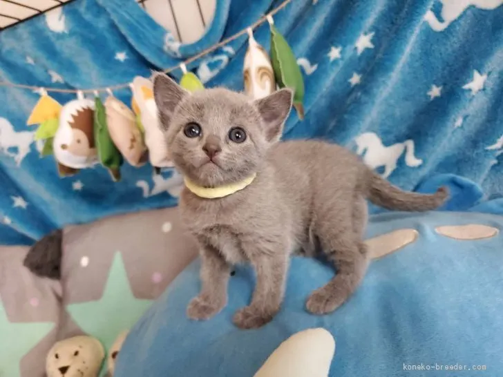 きなり 様のお迎えした子猫